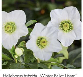 Čemeřice 'HGC Winter Ballet Lisann' - Helleborus hybridus 'HGC Winter Ballet Lisann'