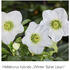 Helleborus hybridus 'HGC Winter Ballet Lisann'.jpg