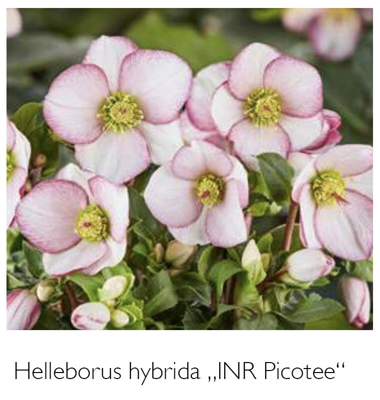 Čemeřice 'Ice N' Roses Picotee' - Helleborus hybridus 'Ice N' Roses Picotee'