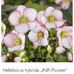 Čemeřice 'Ice N' Roses Picotee' - Helleborus hybridus 'Ice N' Roses Picotee'