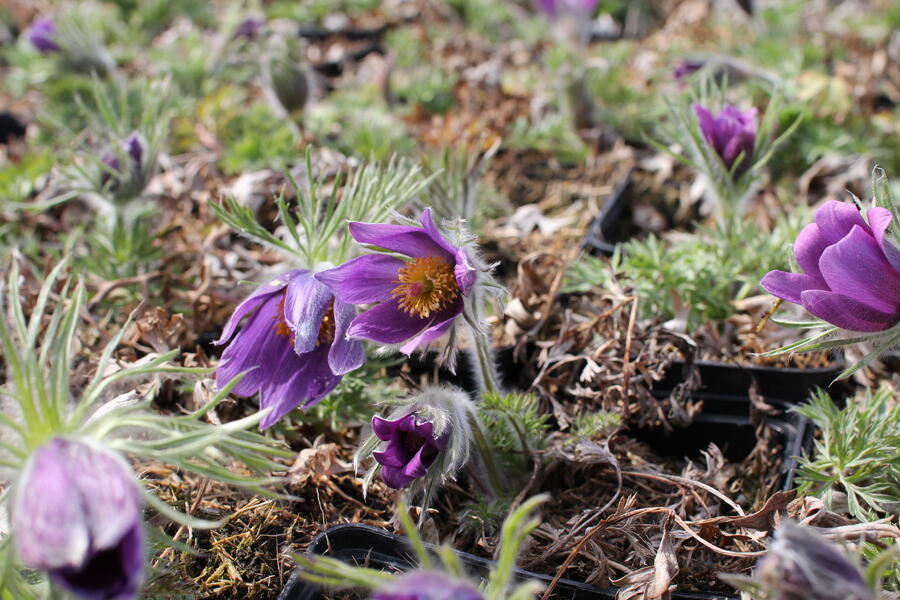 Trvalkový záhon na slunce Slunná stráň - Slunná stráň