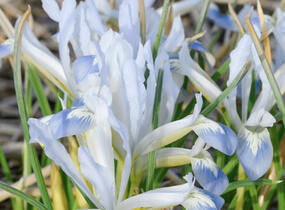 Kosatec síťkovaný 'Frozen Planet' - Iris reticulata 'Frozen Planet'