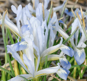 Kosatec síťkovaný 'Frozen Planet'