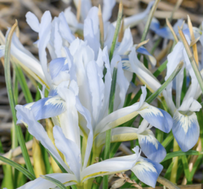 Kosatec síťkovaný 'Frozen Planet' - Iris reticulata 'Frozen Planet'