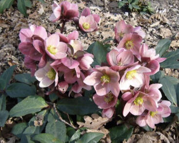 Čemeřice 'HGC Pink Frost'