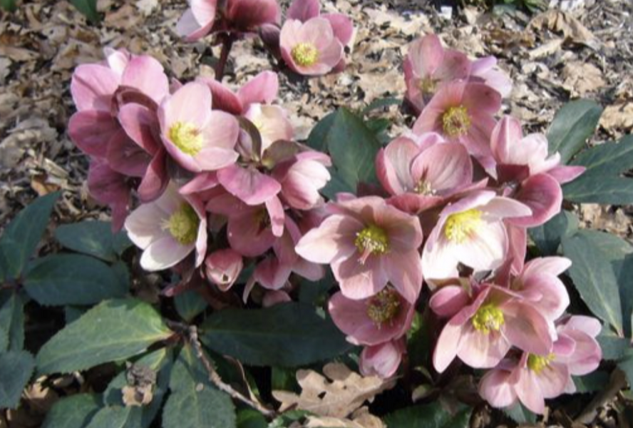 Čemeřice 'HGC Pink Frost' - Helleborus hybridus 'HGC Pink Frost'