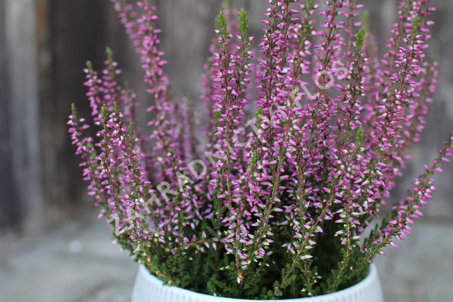 Vřes obecný 'Amethyst' (Garden girls®) - Calluna vulgaris 'Amethyst' (Garden girls®)