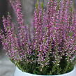 Vřes obecný 'Amethyst' (Garden girls®) - Calluna vulgaris 'Amethyst' (Garden girls®)