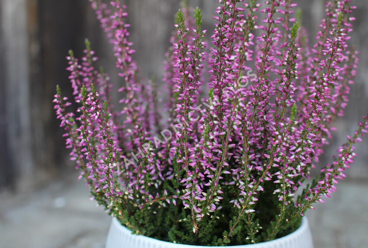 Vřes obecný 'Amethyst' (Garden girls®) - Calluna vulgaris 'Amethyst' (Garden girls®)