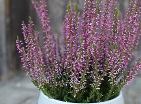 Vřes obecný 'Amethyst' (Garden girls®) - Calluna vulgaris 'Amethyst' (Garden girls®)