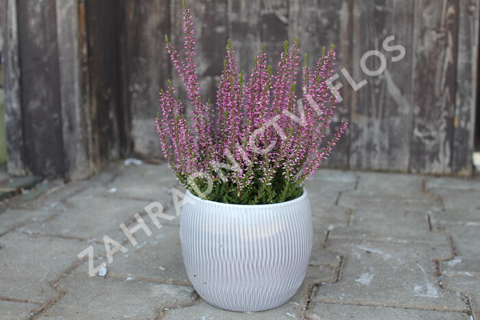 Vřes obecný 'Amethyst' (Garden girls®) - Calluna vulgaris 'Amethyst' (Garden girls®)