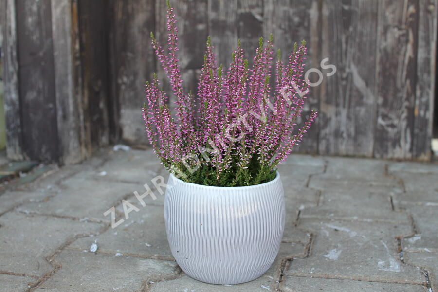 Vřes obecný 'Amethyst' (Garden girls®) - Calluna vulgaris 'Amethyst' (Garden girls®)