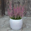 Vřes obecný 'Amethyst' (Garden girls®) - Calluna vulgaris 'Amethyst' (Garden girls®)
