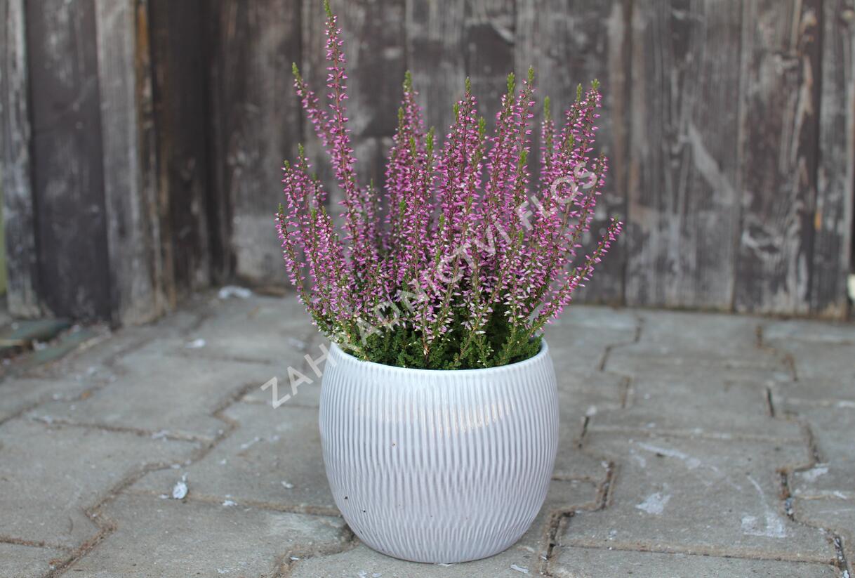 Vřes obecný 'Amethyst' (Garden girls®) - Calluna vulgaris 'Amethyst' (Garden girls®)