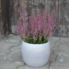 Vřes obecný 'Amethyst' (Garden girls®) - Calluna vulgaris 'Amethyst' (Garden girls®)