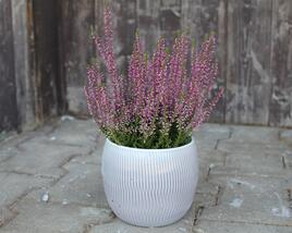 Vřes obecný 'Amethyst' (Garden girls®)