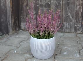 Vřes obecný 'Amethyst' (Garden girls®) - Calluna vulgaris 'Amethyst' (Garden girls®)