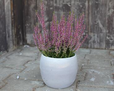 Vřes obecný 'Amethyst' (Garden girls®)