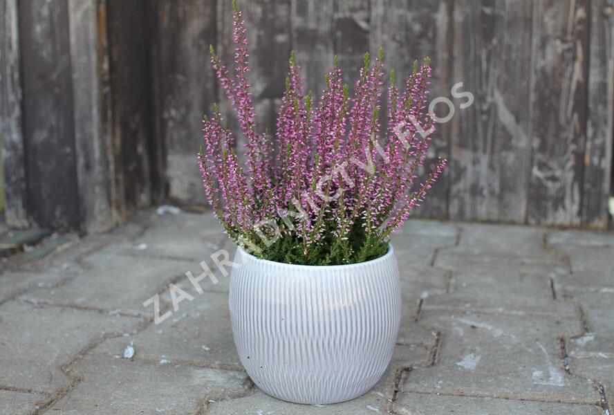 Vřes obecný 'Amethyst' (Garden girls®) - Calluna vulgaris 'Amethyst' (Garden girls®)