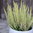 Vřes obecný 'Sarah' - Calluna vulgaris 'Sarah'