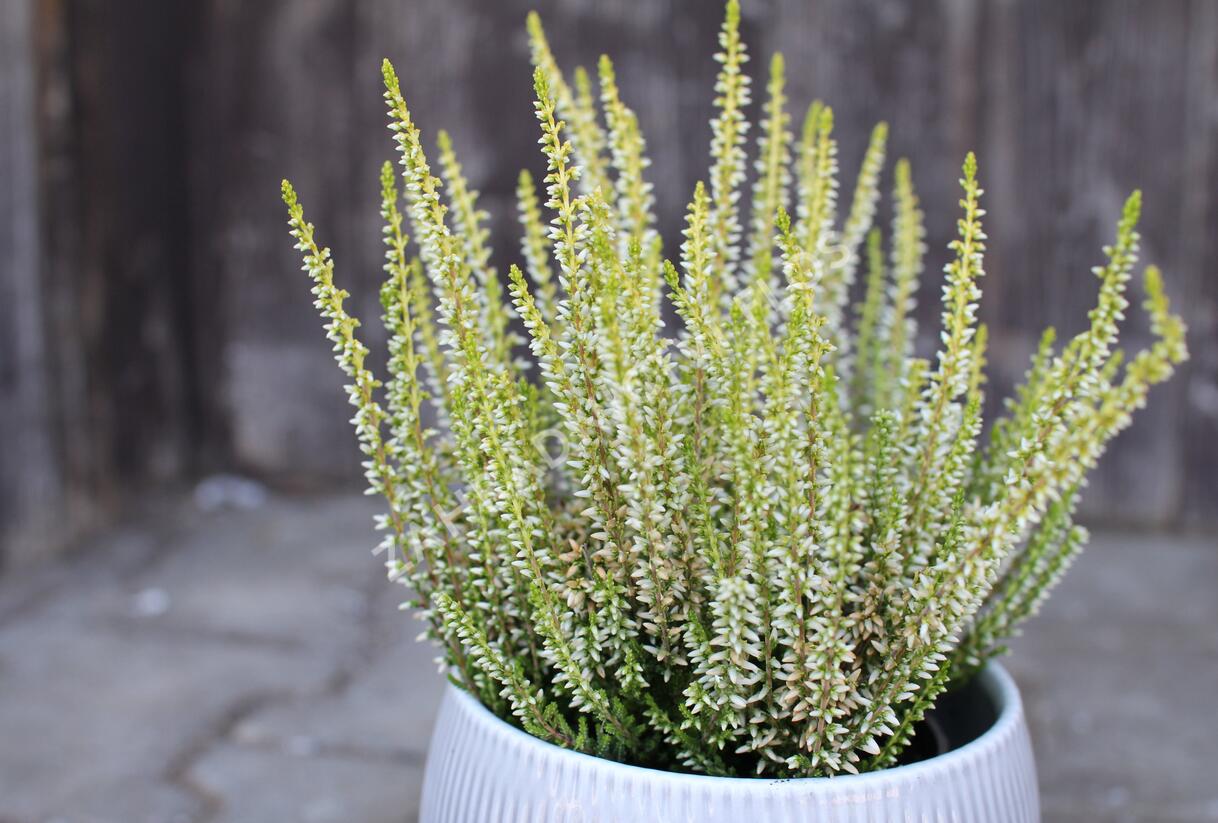 Vřes obecný 'Sarah' - Calluna vulgaris 'Sarah'