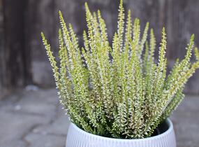 Vřes obecný 'Sarah' - Calluna vulgaris 'Sarah'