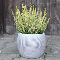 Vřes obecný 'Sarah' - Calluna vulgaris 'Sarah'