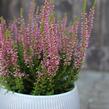 Vřes obecný 'Franca' (Garden girls®) - Calluna vulgaris 'Franca' (Garden girls®)