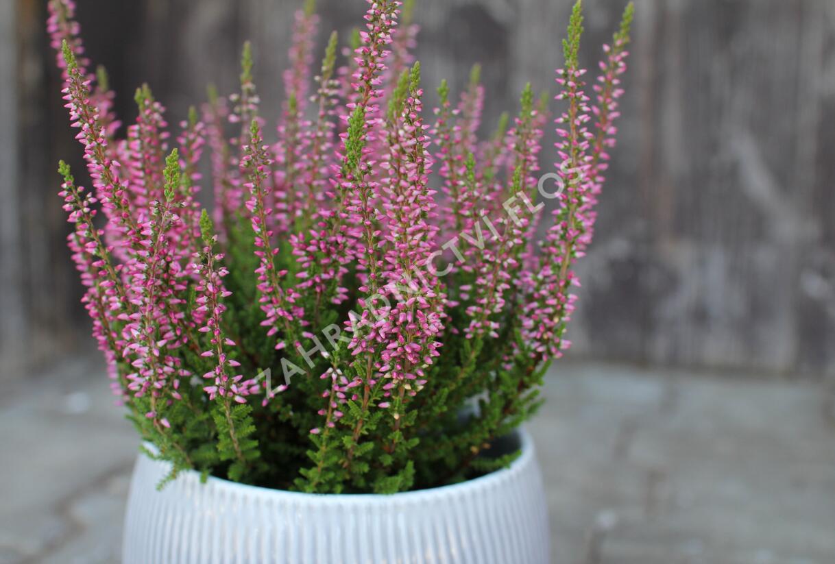 Vřes obecný 'Franca' (Garden girls®) - Calluna vulgaris 'Franca' (Garden girls®)