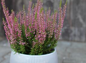 Vřes obecný 'Franca' (Garden girls®) - Calluna vulgaris 'Franca' (Garden girls®)