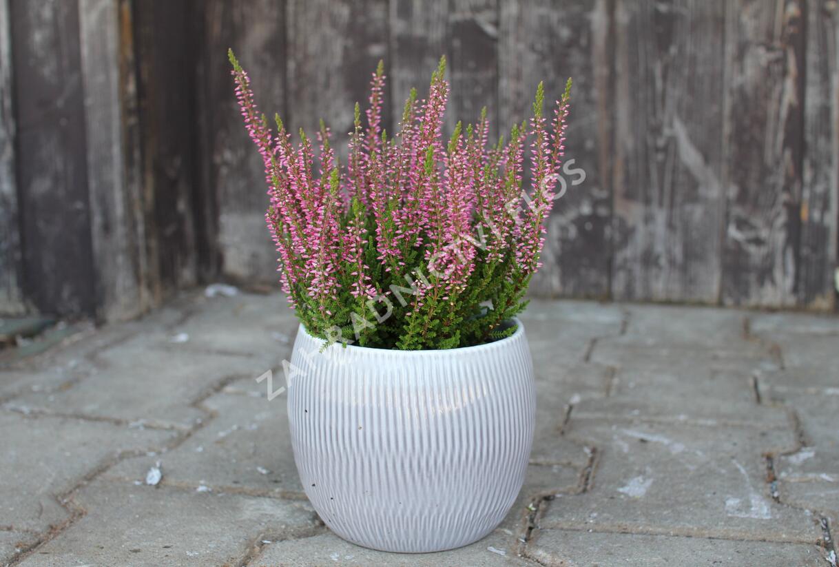 Vřes obecný 'Franca' (Garden girls®) - Calluna vulgaris 'Franca' (Garden girls®)