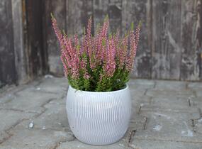 Vřes obecný 'Franca' (Garden girls®) - Calluna vulgaris 'Franca' (Garden girls®)