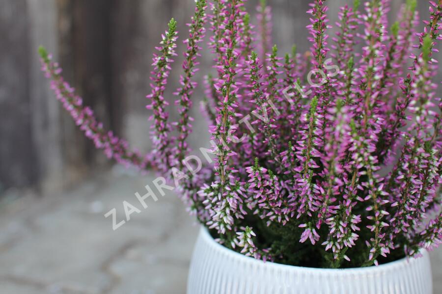 Vřes obecný 'Liletta' (Garden girls®) - Calluna vulgaris 'Liletta' (Garden girls®)