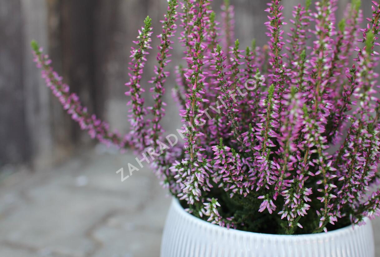 Vřes obecný 'Liletta' (Garden girls®) - Calluna vulgaris 'Liletta' (Garden girls®)