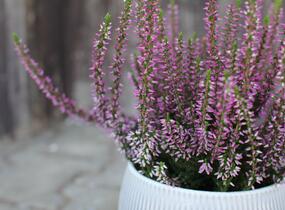 Vřes obecný 'Liletta' (Garden girls®) - Calluna vulgaris 'Liletta' (Garden girls®)