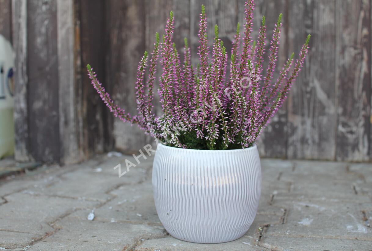 Vřes obecný 'Liletta' (Garden girls®) - Calluna vulgaris 'Liletta' (Garden girls®)