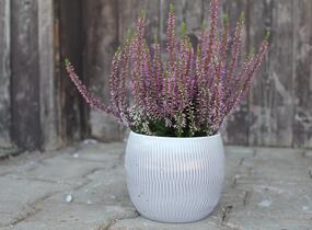 Vřes obecný 'Liletta' (Garden girls®) - Calluna vulgaris 'Liletta' (Garden girls®)