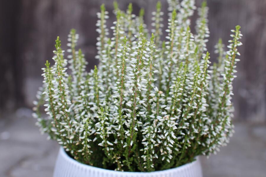 Vřes obecný 'Elisa' (Garden girls®) - Calluna vulgaris 'Elisa' (Garden girls®)