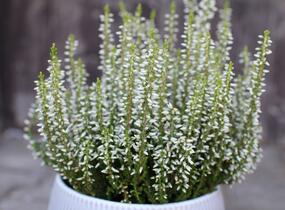 Vřes obecný 'Elisa' (Garden girls®) - Calluna vulgaris 'Elisa' (Garden girls®)