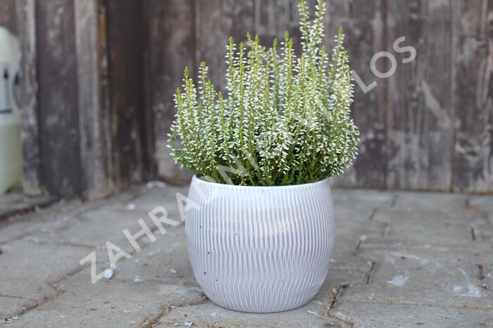 Vřes obecný 'Elisa' (Garden girls®) - Calluna vulgaris 'Elisa' (Garden girls®)