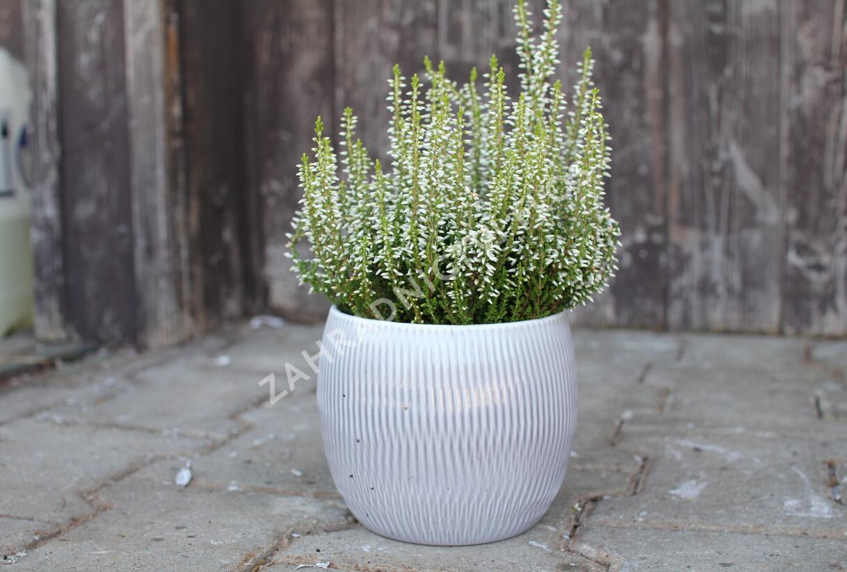 Vřes obecný 'Elisa' (Garden girls®) - Calluna vulgaris 'Elisa' (Garden girls®)