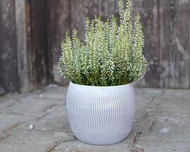 Vřes obecný 'Elisa' (Garden girls®)