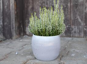Vřes obecný 'Elisa' (Garden girls®) - Calluna vulgaris 'Elisa' (Garden girls®)