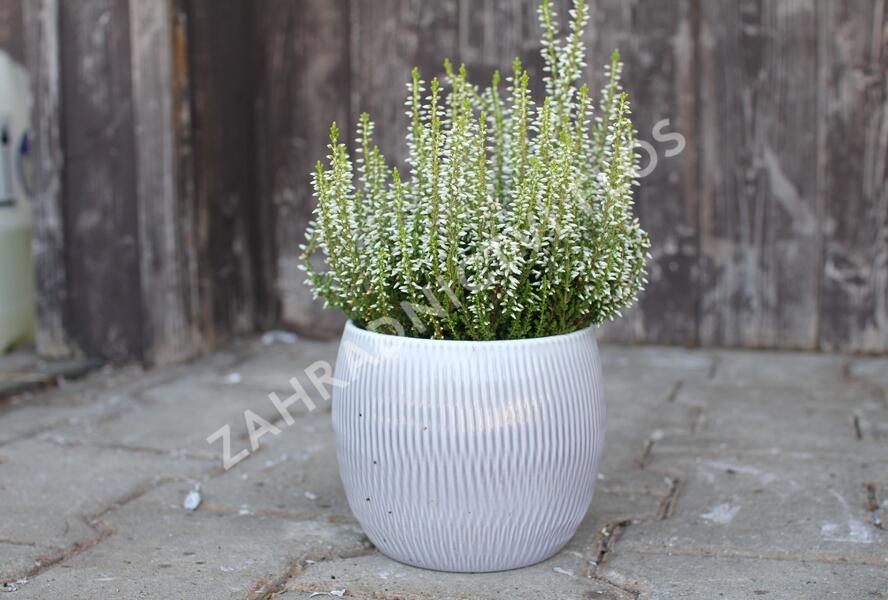 Vřes obecný 'Elisa' (Garden girls®) - Calluna vulgaris 'Elisa' (Garden girls®)