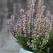 Vřes obecný 'Maggy' (Garden girls®) - Calluna vulgaris 'Maggy' (Garden girls®)