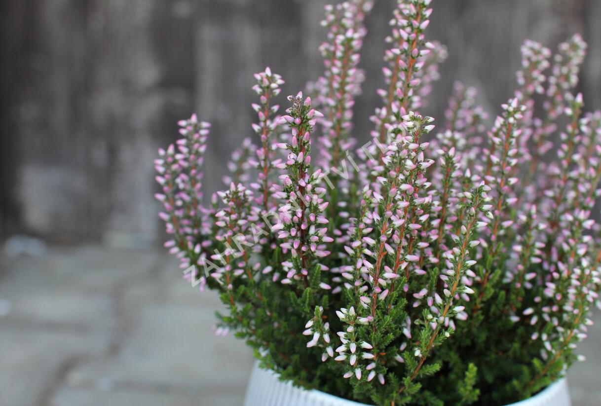Vřes obecný 'Maggy' (Garden girls®) - Calluna vulgaris 'Maggy' (Garden girls®)
