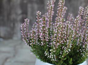 Vřes obecný 'Maggy' (Garden girls®) - Calluna vulgaris 'Maggy' (Garden girls®)