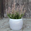 Vřes obecný 'Maggy' (Garden girls®) - Calluna vulgaris 'Maggy' (Garden girls®)