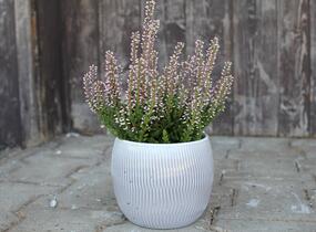 Vřes obecný 'Maggy' (Garden girls®) - Calluna vulgaris 'Maggy' (Garden girls®)
