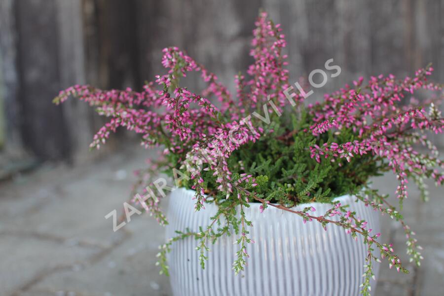 Vřes obecný 'Ellie' (Rasta) - Calluna vulgaris 'Ellie' (Rasta)